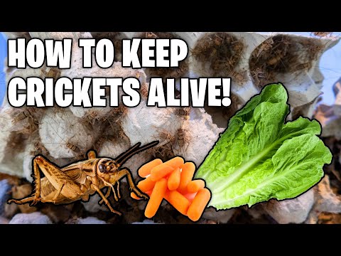 How To Keep Crickets Alive! Cricket Care Guide!