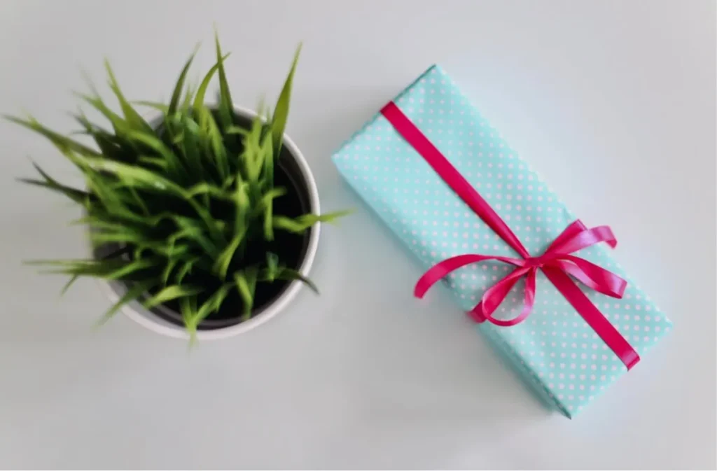 A small green plant in a white pot next to a light blue polka-dotted gift box tied with a red ribbon on a white background.